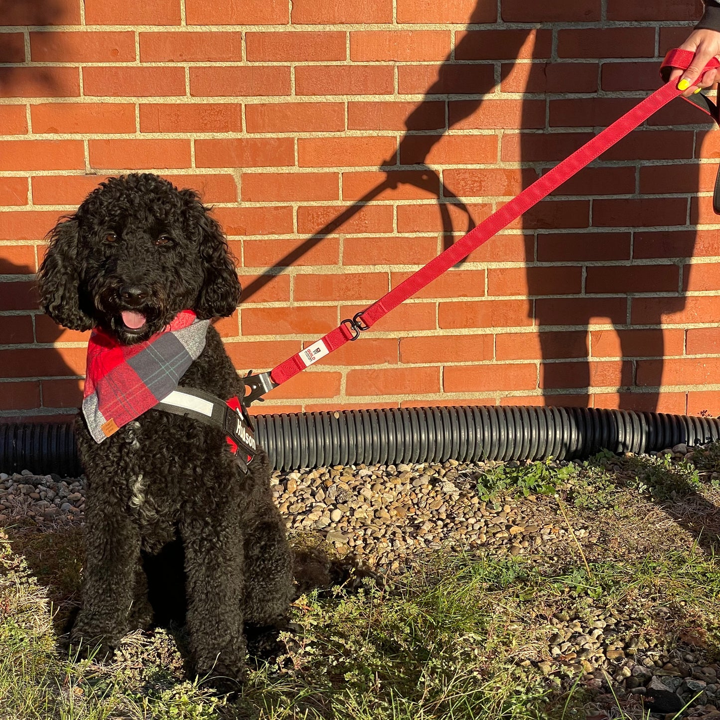 G.O. Overlanding Dog Leash